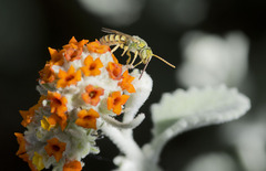 Agapostemon melliventris