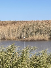 Ardea alba