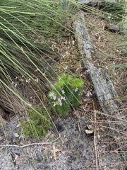 Stylidium laricifolium