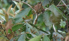 Chrysothlypis chrysomelas