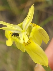 Moraea bituminosa