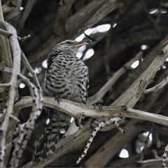 Campylorhynchus nuchalis