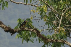 Pteroglossus torquatus