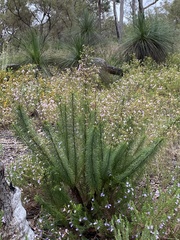 Stylidium laricifolium