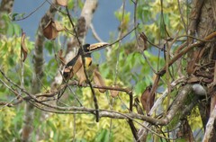 Pteroglossus torquatus