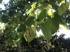 Tilia × europaea