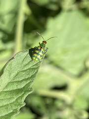 Diabrotica balteata