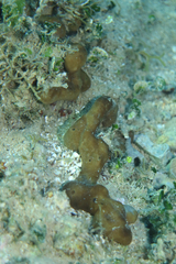 Chondrilla nucula