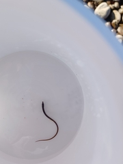 Nerophis lumbriciformis