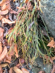 Asplenium septentrionale