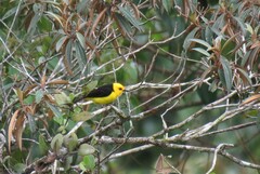 Chrysothlypis chrysomelas