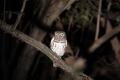 Glaucidium capense