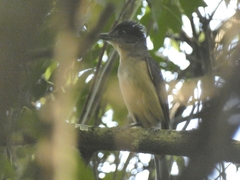 Pachyramphus validus