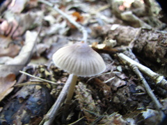 Mycena