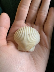 Argopecten irradians