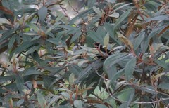 Tachyphonus delatrii