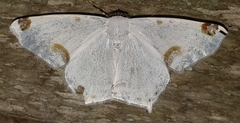 Sericoptera mahometaria
