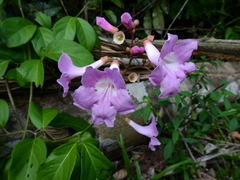 Bignoniaceae