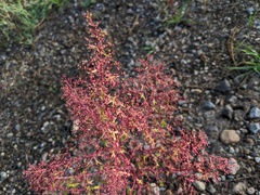 Dysphania graveolens