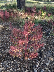 Dysphania graveolens