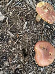 Gymnopilus luteofolius