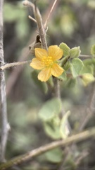 Waltheria ovata