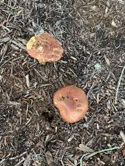 Gymnopilus luteofolius