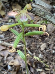 Eulophia maculata