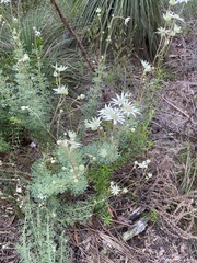 Actinotus helianthi