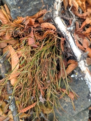 Asplenium septentrionale