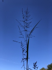 Coleataenia rigidula