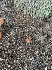 Gymnopilus luteofolius