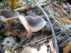 Pseudoclitocybe cyathiformis