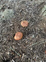 Gymnopilus luteofolius