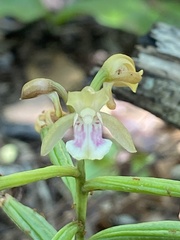Eulophia maculata