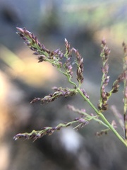 Coleataenia rigidula