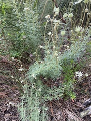 Actinotus helianthi