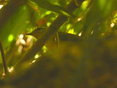 Basileuterus culicivorus