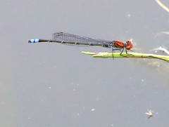 Pseudagrion massaicum