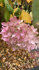 Hydrangea macrophylla