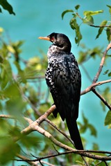 Microcarbo africanus