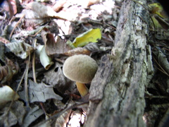 Xerocomellus chrysenteron