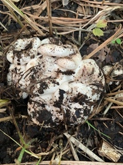 Lactarius controversus