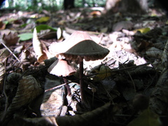 Macrolepiota mastoidea