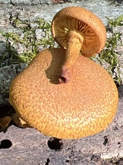 Pholiota granulosa