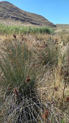 Juncus acutus acutus