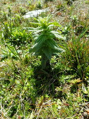 Bellardia viscosa