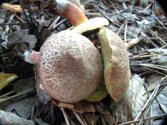 Xerocomellus chrysenteron