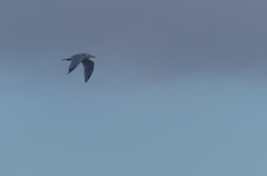 Ichthyaetus audouinii