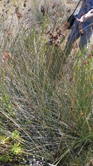 Juncus acutus acutus